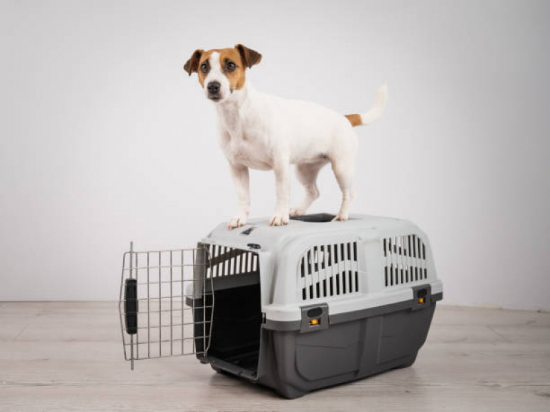 Acessórios para Animais de Estimação Preço Santa Isabel - Acessorios para Cachorro Femea