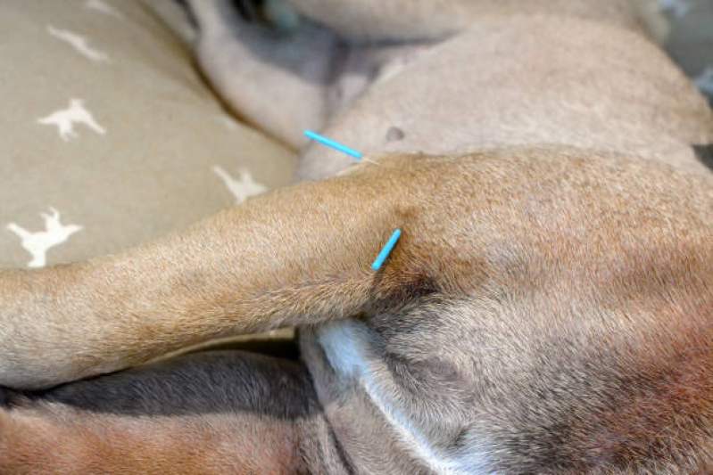 Acupuntura em Cães e Gatos Marcar Vila Medeiros - Acupuntura de Cachorro