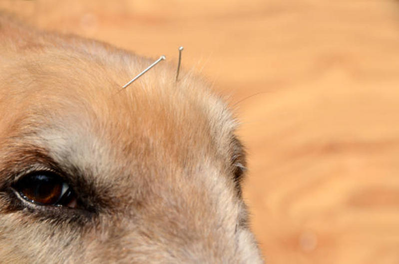 Acupuntura em Cães e Gatos Picanço - Acupuntura para Cachorro Guarulhos