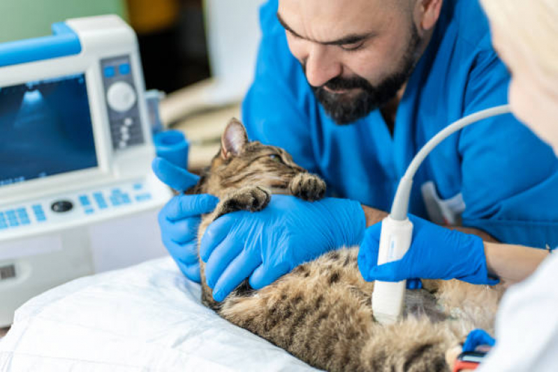 Agendamento de Exame de Sangue para Gato Jardim Santa Mena - Exame para Animais São Paulo
