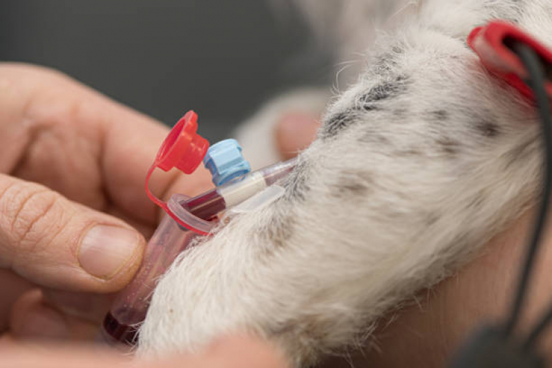 Agendamento de Exame de Sangue para Pet Cachoeirinha - Exame para Animais Guarulhos
