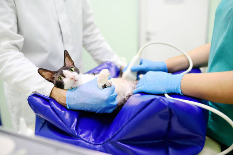 Agendamento de Exame de Ultrassom para Animais Pimentas - Exame de Sangue para Gato