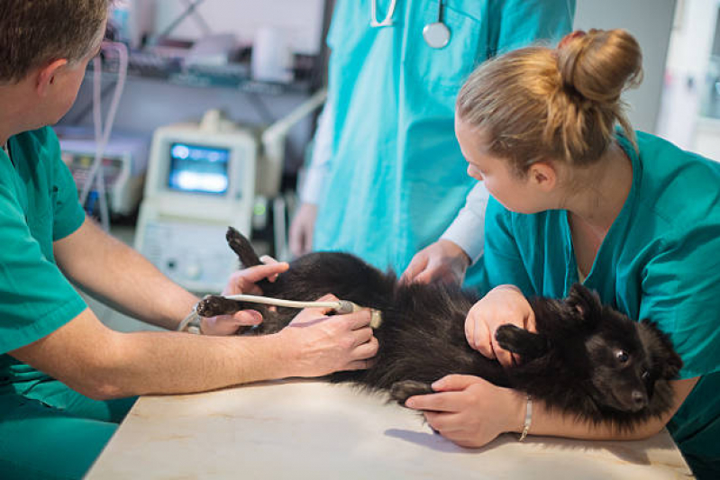 Agendamento de Exame de Ultrassonografia para Cães Paraventi - Exame de Sangue para Gato