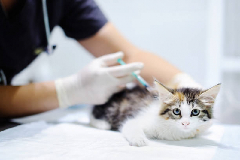 Agendar Vacina V4 para Gato Jaraguá - Vacina V4 para Gatos