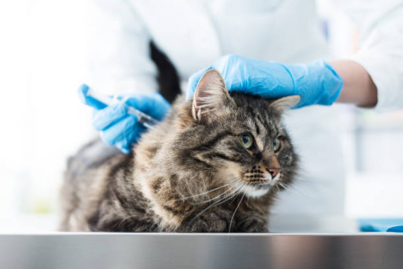 Aplicação de Vacina Antirrábica Animal Limão - Vacina para Gato V4