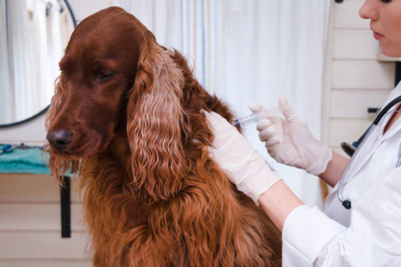 Aplicação de Vacina Antirrábica para Cães Picanço - Vacina Fiv Felv