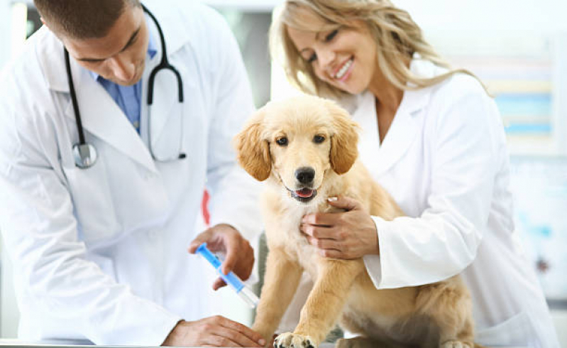 Aplicação de Vacina contra Raiva Gato Paraventi - Vacina Antirrábica para Cães