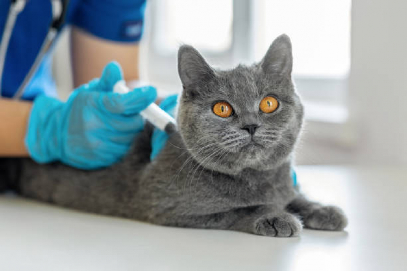 Aplicação de Vacina de Raiva Gato Cabuçu - Vacina de Raiva para Cachorro