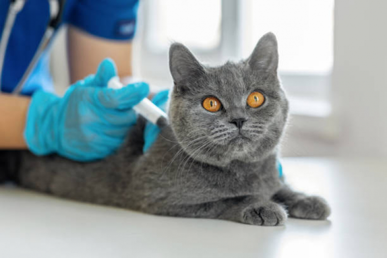 Aplicação de Vacina de Raiva Gato Vila Sabrina - Vacina para Filhote de Gato