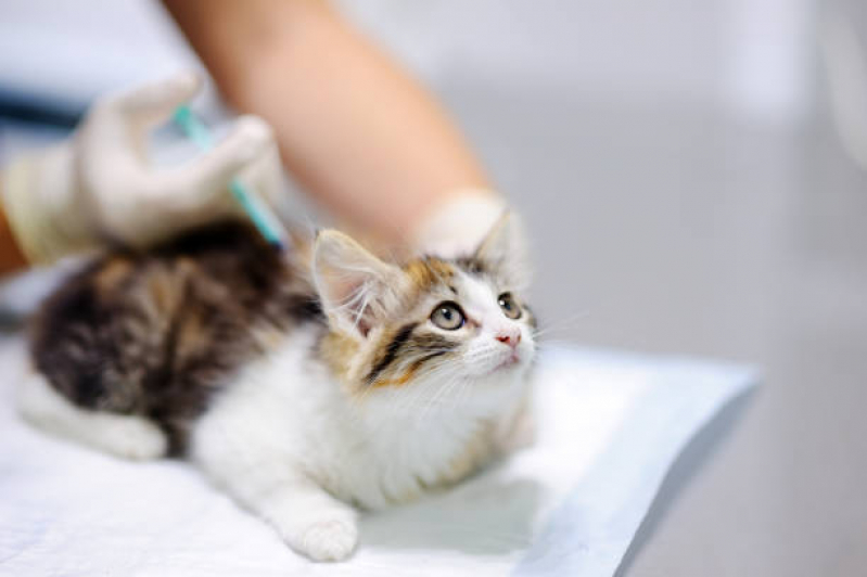 Aplicação de Vacina para Filhote de Gato Parque Renato - Vacina de Raiva para Gatos