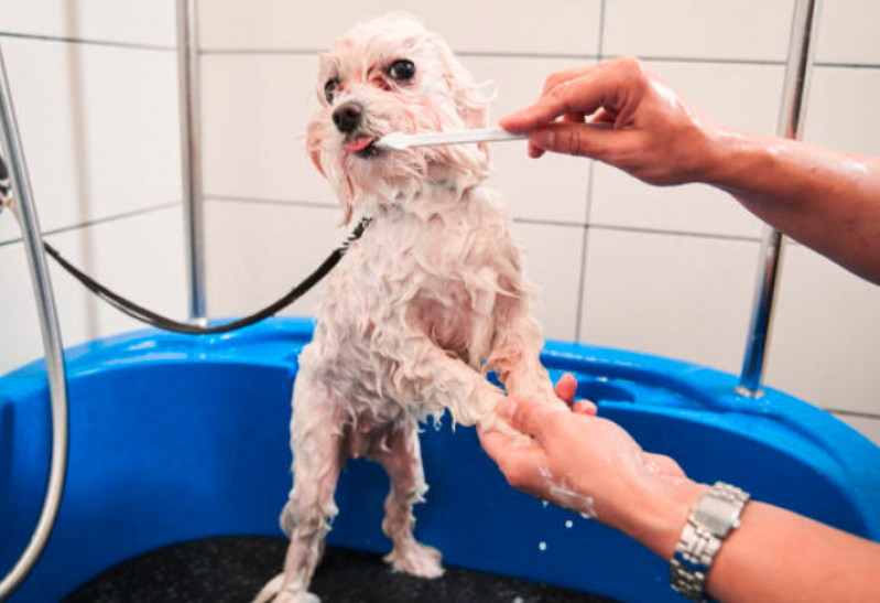 Banho e Tosa Pet Shop Endereço Vila Milton - Pet Shop Leva e Traz