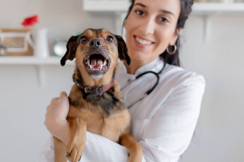 Cirurgia Animal Preços Vila Fátima - Cirurgia para Cães