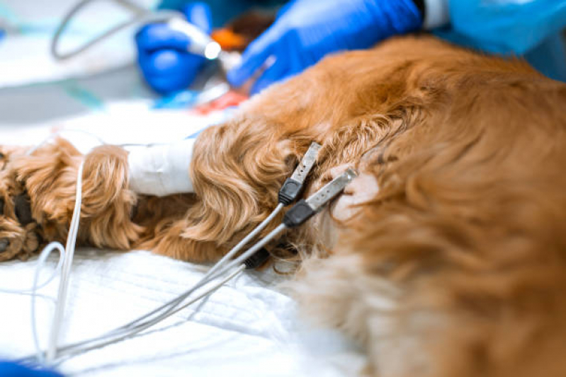 Cirurgia Animal Valores Mairiporã - Cirurgia de Castração de Cachorro