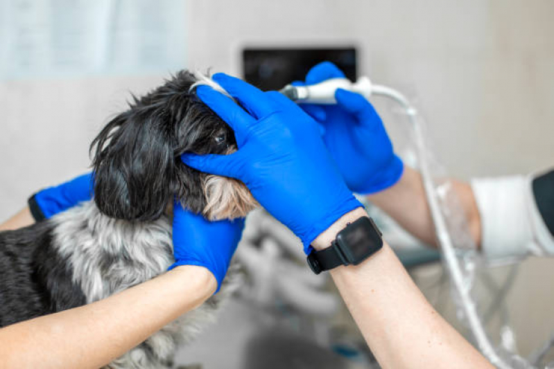 Cirurgia Catarata em Cachorro Marcar Parque Renato - Cirurgia de Catarata de Cachorro
