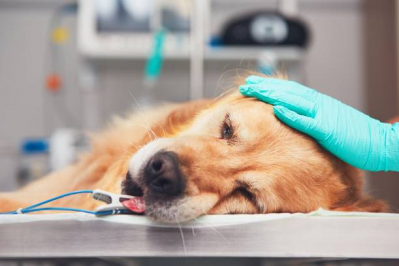 Cirurgia de Castração de Cachorro Valores Perus - Cirurgia de Grandes Animais