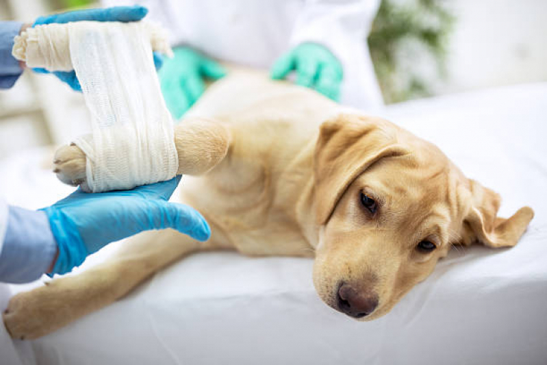 Cirurgia de Castração de Cachorro Jardim Álamo - Cirurgia para Cães