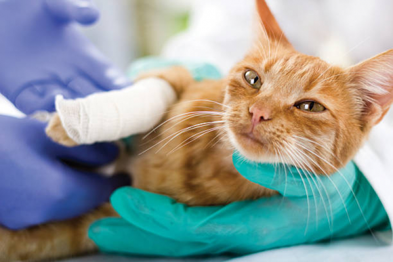 Cirurgia de Castração para Gatos Valores Parque Continental - Cirurgia em Animais
