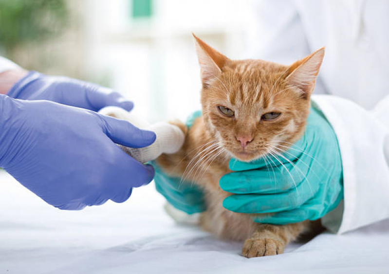 Cirurgia de Castração para Gatos Parque Renato Maia - Cirurgia em Animais