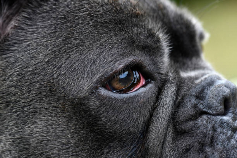 Cirurgia de Catarata Cachorro Marcar Guarulhos - Operação de Catarata em Cães