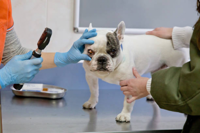 Cirurgia de Catarata Cachorro Mairiporã - Cirurgia Catarata em Cães