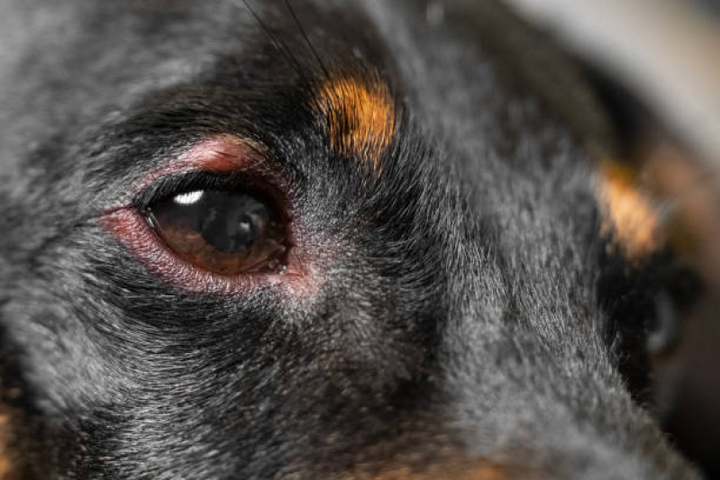Cirurgia de Catarata Canina Marcar São Domingos - Cirurgia de Catarata Cachorro