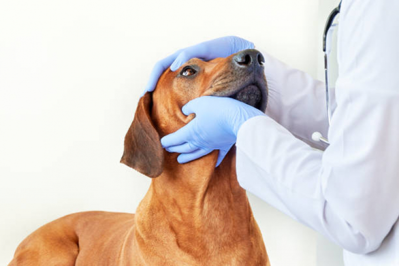 Cirurgia de Catarata de Cachorro Agendar Tatuapé - Cirurgia de Catarata Canina