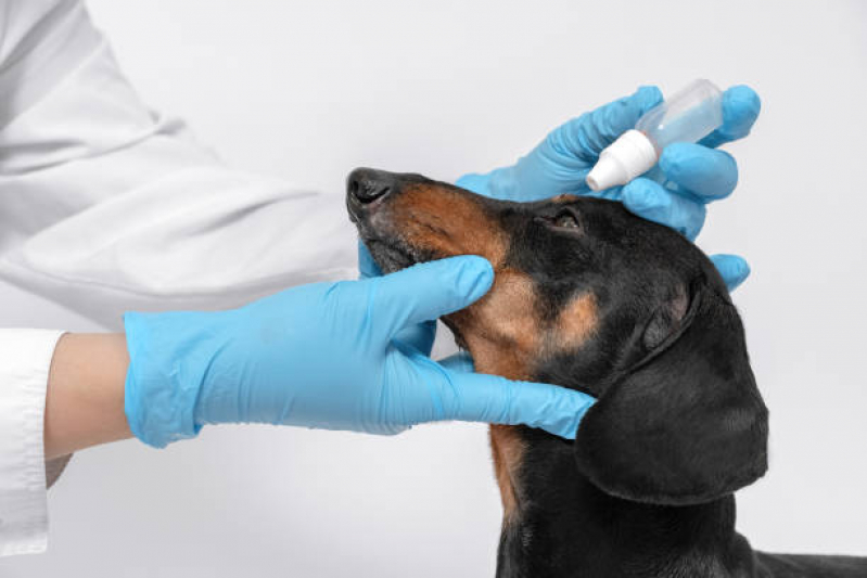 Cirurgia de Catarata de Cachorro Marcar Cocaia - Cirurgia de Catarata Cachorro