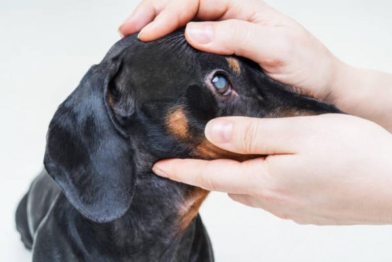 Cirurgia de Catarata em Cachorro Agendar Franco da Rocha - Operação de Catarata em Cães