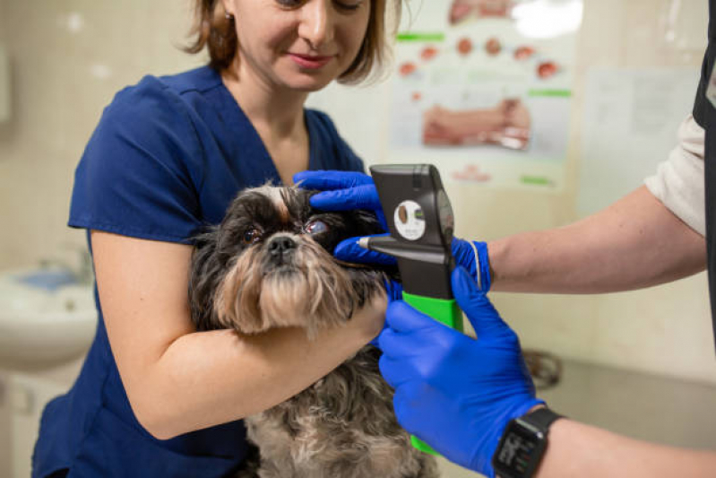 Cirurgia de Catarata para Cães Marcar Parque Cecats - Cirurgia de Catarata de Cachorro