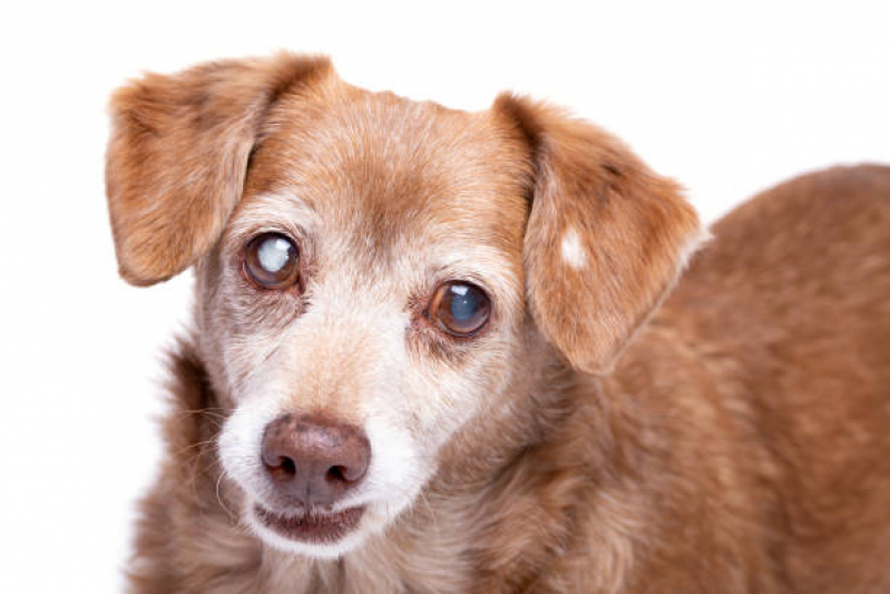 Cirurgia de Catarata para Cães Vila Hulda - Cirurgia de Catarata de Cachorro