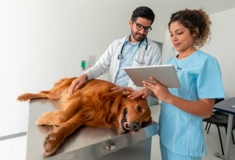 Cirurgia de Obstrução Intestinal em Cães Marcar Cidade Soberana - Cirurgia de Retirada de útero em Cadelas