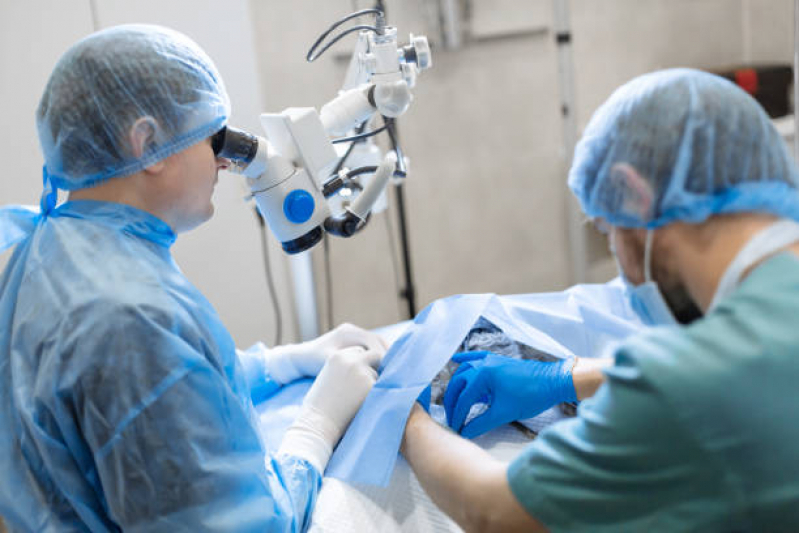 Cirurgia de Retirada de útero em Cadelas Cabuçu de Cima - Cirurgia de Hérnia em Cachorro