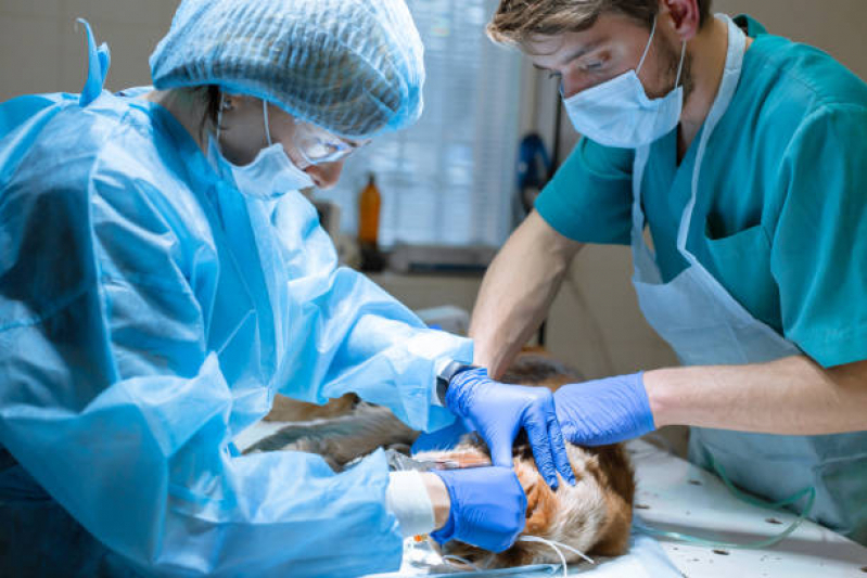 Cirurgia para Cachorro Agendar Osasco - Cirurgia de Otohematoma em Cães