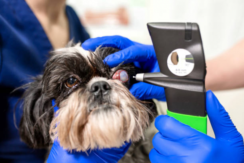 Cirurgia para Catarata de Cachorro Marcar Cidade Aracilia - Cirurgia de Catarata em Cães Idosos