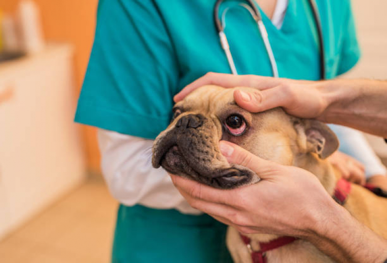 Cirurgia para Catarata em Cachorro Pimentas - Operação de Catarata em Cães