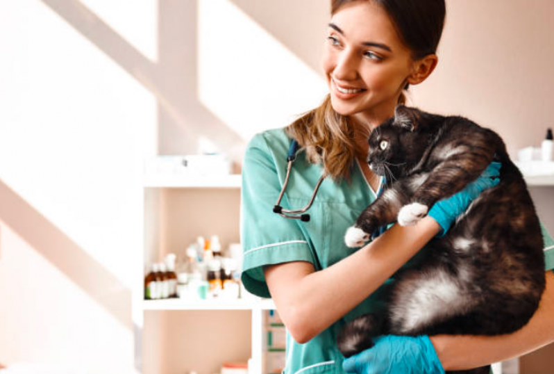 Clínica Especializada em Castração de Gato Telefone Cabuçu - Clínica Especializada em Castração para Animais