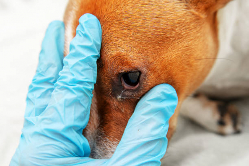Clínica Especializada em Cirurgia de Catarata de Cachorro Santo André - Operação de Catarata em Cães