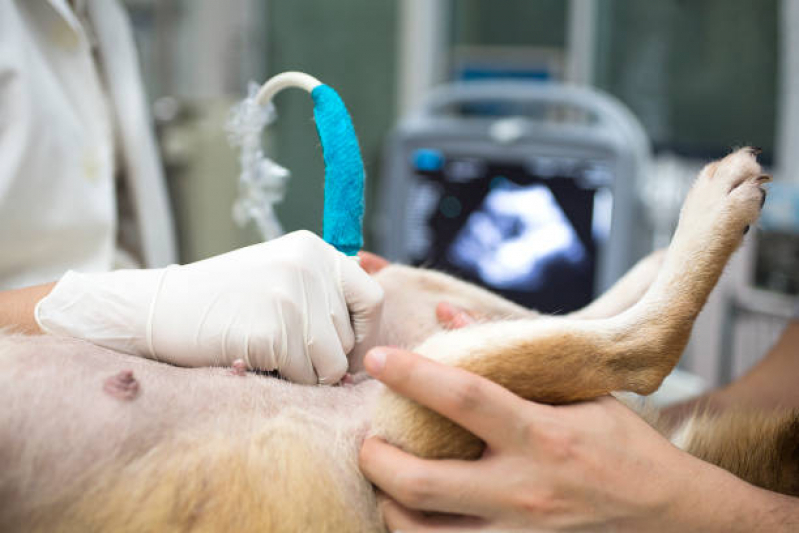 Clínica Especializada em Ultrassom Dentário Veterinário Parque Santo Antônio - Ultrassom Abdominal Cachorro