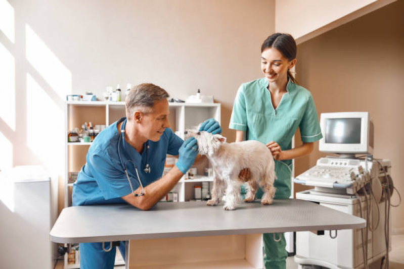 Clínica Especializada em Ultrassom Odontológico Veterinário Santana - Ultrassom Dental Veterinário