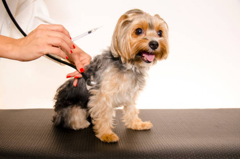 Clínica Especializada em Vacina contra Raiva Cachorro Taboão - Vacina para Cachorro Filhote