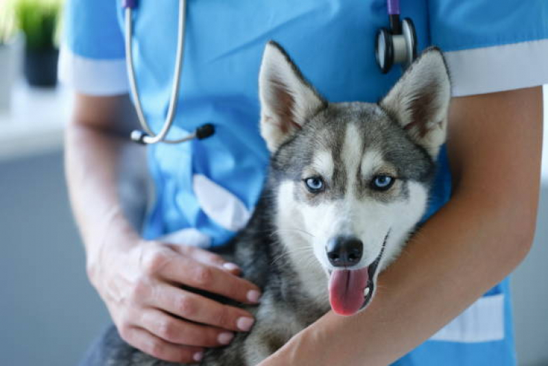 Clinica Especializada em Vacina de Filhote de Cachorro Parque Renato - Vacina para Filhote Cachorro