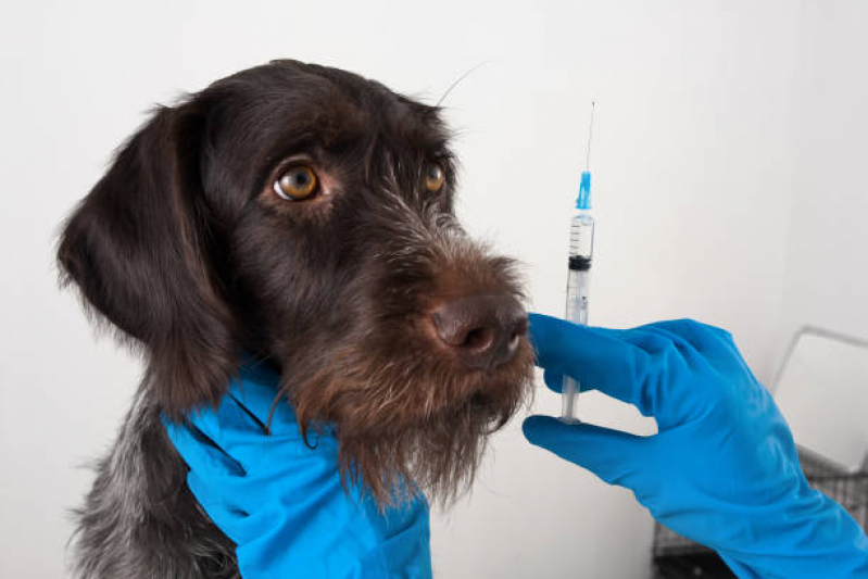 Clinica Especializada em Vacina para Cachorro Pinscher Filhote Avenida Tiradentes - Vacina em Filhotes de Cães