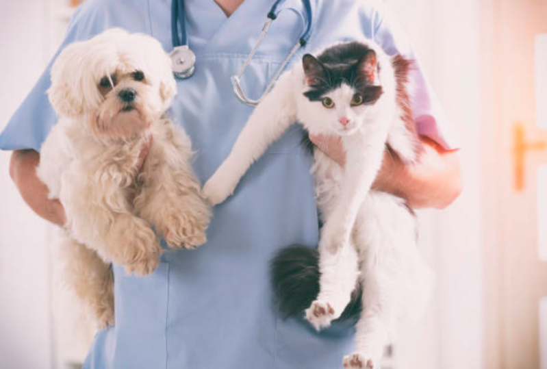 Clínica Veterinária Cães e Gatos Telefone Barra Funda - Clínica Veterinária 24 Horas Perto de Mim