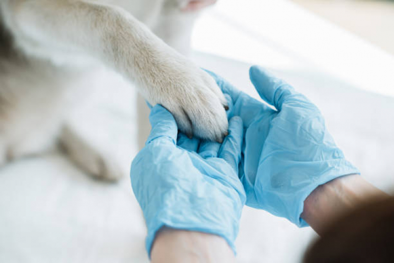 Clínica Veterinária de Cães e Gatos Telefone Pimentas - Clínica Veterinária