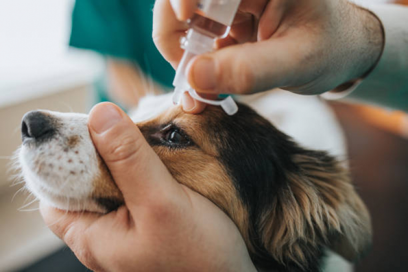 Clínica Veterinária de Cães e Gatos Cocaia - Clínica Veterinária com Atendimento a Domicílio