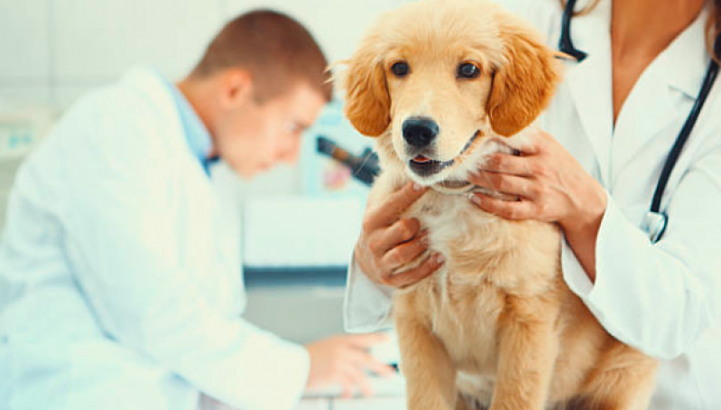 Clínica Veterinária Mais Próximo de Mim Cocaia - Clínica Veterinária Pet
