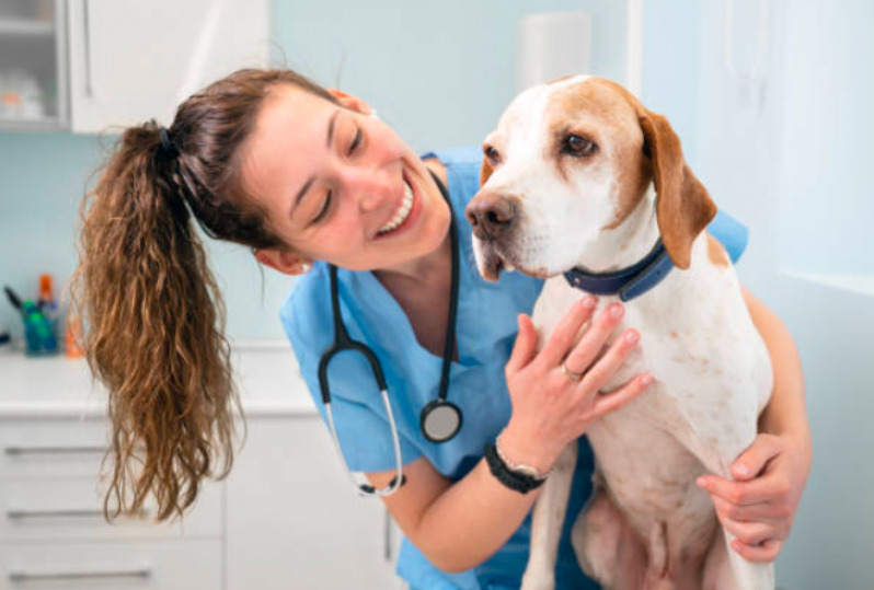 Clínica Veterinária Perto de Mim Telefone Aeroporto - Clínica Veterinária Cães e Gatos