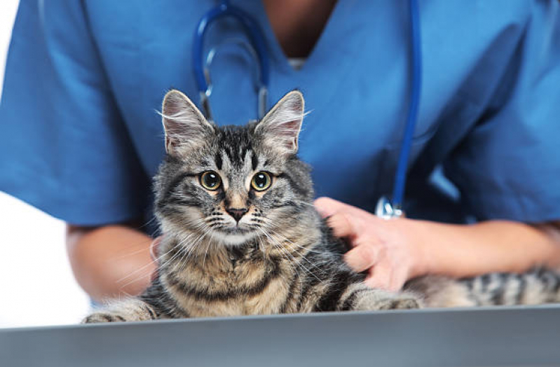 Clínica Veterinária Próximo a Mim Parque Continental - Clínica Veterinária Próxima