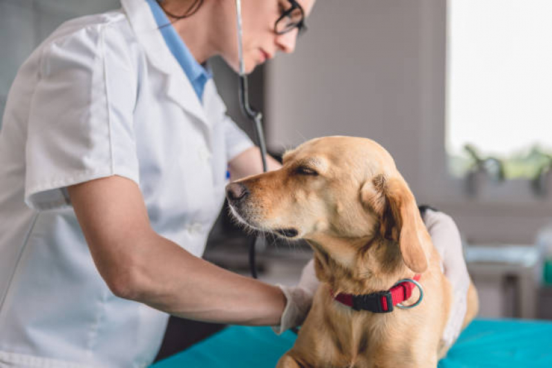 Consulta para Cachorro Agendar Sadokim - Consulta Veterinária para Animais de Estimação