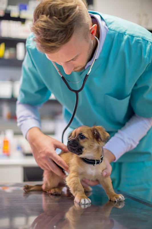 Consulta para Cachorro Marcar Brasilândia - Consulta Veterinária para Cães